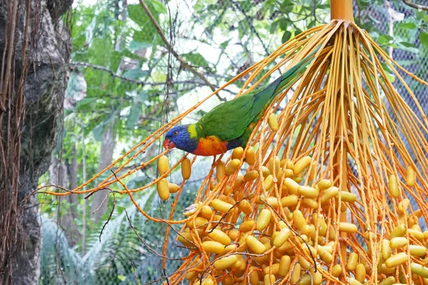 Papagáj Zöld Test Kék Fej Eszik Gyümölcsöt Egy Dzsungelben Közelkép — Stock Fotó