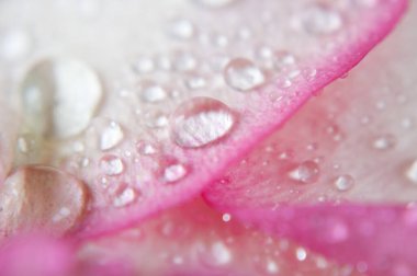 Su damlası arkaplanı olan güzel pembe bir gül.