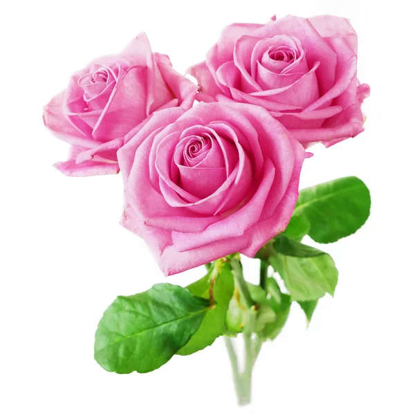 Beautiful Three Pink Roses Bunch Isolated White Background — Stock Photo, Image