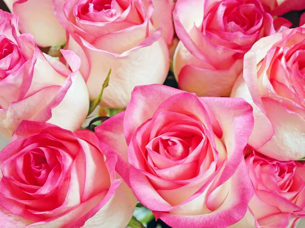 Many Beautiful Pink Roses Bunch Background — Stock Photo, Image