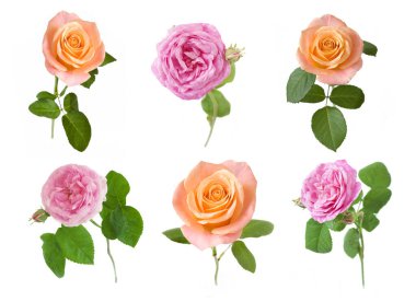 güzel gül seti beyaz arkaplanda izole edildi