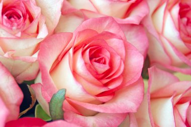 Güzel pembe gül demeti yakın plan