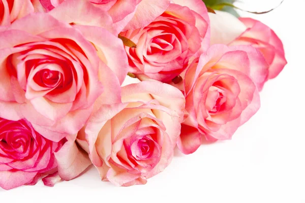 Beautiful Pink Roses Bunch Closeup Isolated White Background — Stock Photo, Image