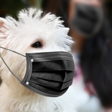 Siyah maskeli beyaz batı dağlı teriyer köpeği sahibi elinde, Coronavirus zaman konseptiyle yürüyor.