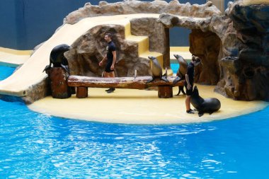 İspanya 'nın Tenerife Kanarya Adaları Lora Parkı' nda kürk fokları (deniz aslanları) göster