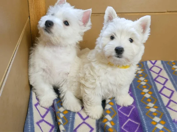 funny white west highland terrier dogs puppy sit in their aviary or box for little dog indoor, dog breeding business concept