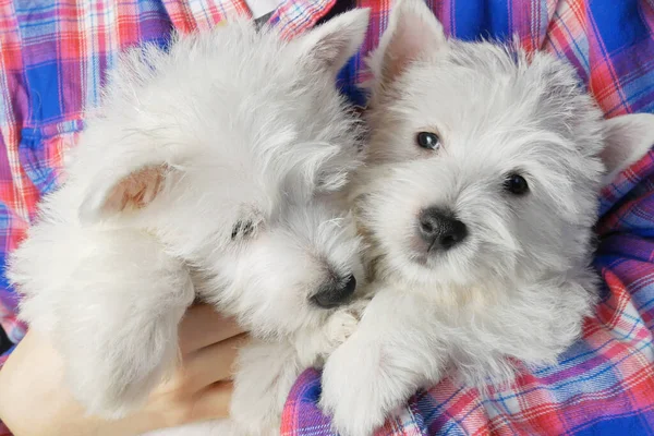 two funny white west highland terrier dogs puppy sits in hand, dog breeding business concept
