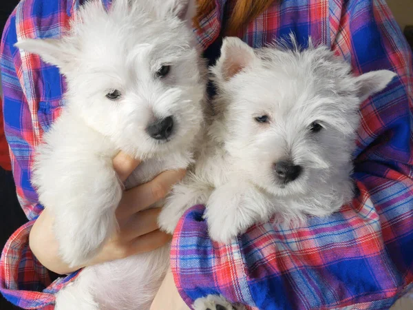 Two Funny White West Highland Terrier Dogs Puppy Sits Hand — Stock Photo, Image