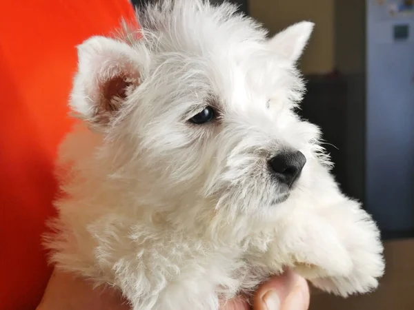 funny white west highland terrier dogs puppy sits in hand, dog breeding business concept