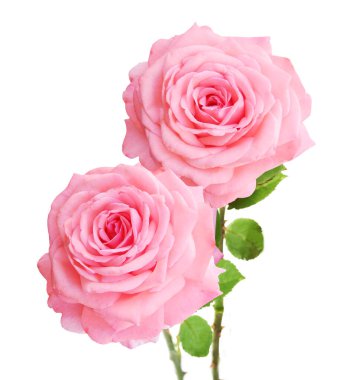 Beyaz arka planda izole güzel güller