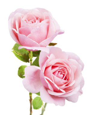 Beyaz arka planda izole güzel güller