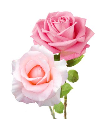 Beyaz arka planda izole güzel güller