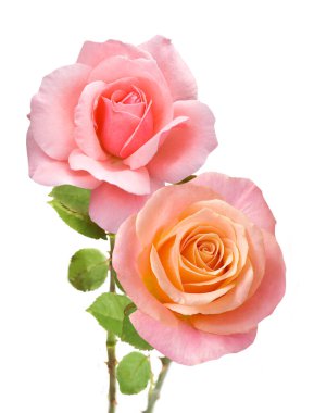 Beyaz arka planda izole güzel güller