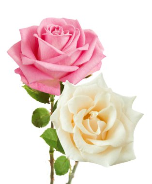 Beyaz arka planda izole güzel güller