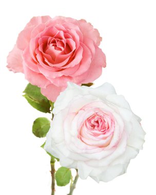 Beyaz arka planda izole güzel güller