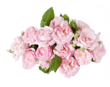 Beyaz arka planda izole güzel güller