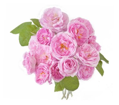 Beyaz arka planda izole güzel güller