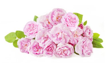 Beyaz arka planda izole güzel güller