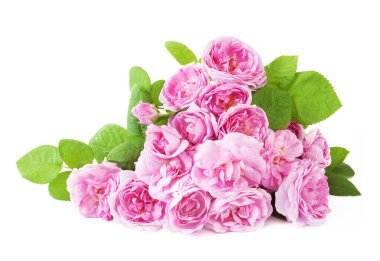 Beyaz arka planda izole güzel güller