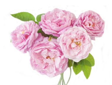 Beyaz arka planda izole güzel güller