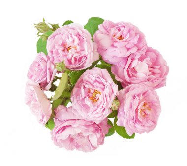 Beyaz arka planda izole güzel güller