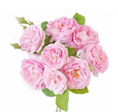 Beyaz arka planda izole güzel güller