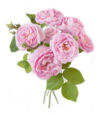 Beyaz arka planda izole güzel güller