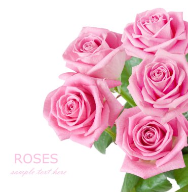 Beyaz arka planda izole güzel güller