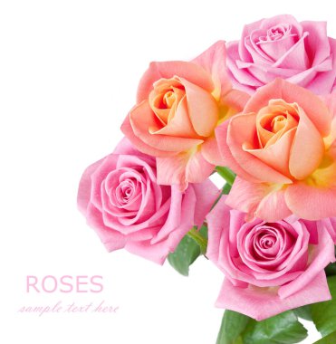 Beyaz arka planda izole güzel güller