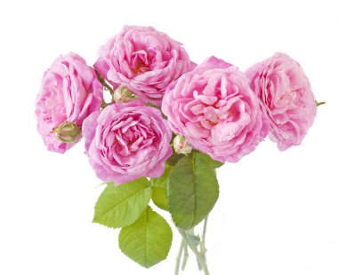 Beyaz arka planda izole güzel güller