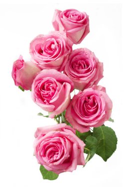 Beyaz arka planda izole güzel güller