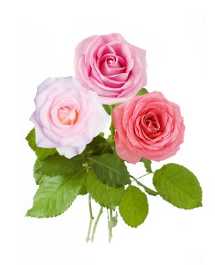 Beyaz arka planda izole güzel güller