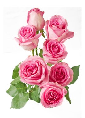 Beyaz arka planda izole güzel güller