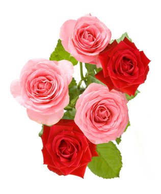 Beyaz arka planda izole güzel güller