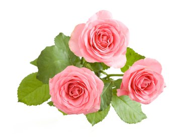 Beyaz arka planda izole güzel güller