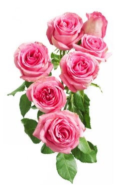 Beyaz arka planda izole güzel güller