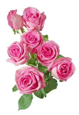 Beyaz arka planda izole güzel güller