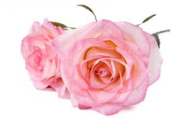 Beyaz arka planda izole güzel güller