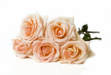 Beyaz arka planda izole güzel güller