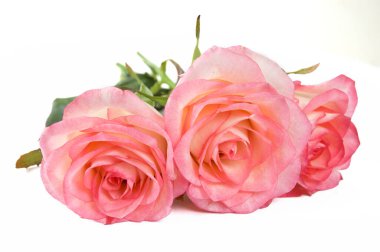 Beyaz arka planda izole güzel güller