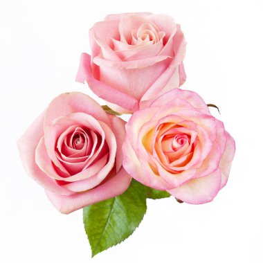 Beyaz arka planda izole güzel güller