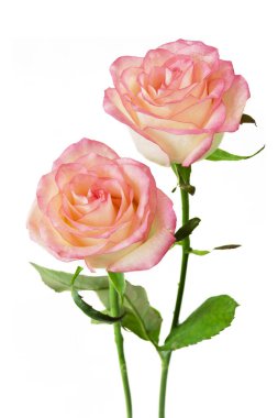 Beyaz arka planda izole güzel güller