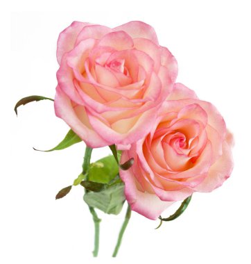 Beyaz arka planda izole güzel güller