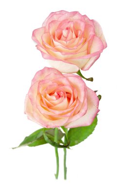 Beyaz arka planda izole güzel güller