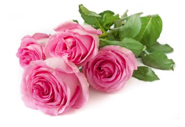 Beyaz arka planda izole güzel güller