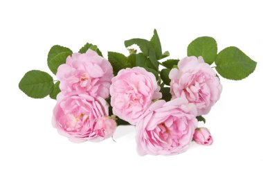 Beyaz arka planda izole güzel güller