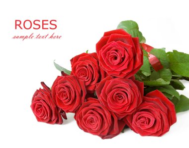 Beyaz arka planda izole güzel güller