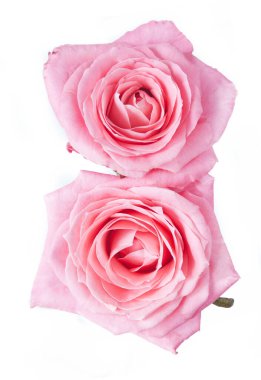 Beyaz arka planda izole güzel güller