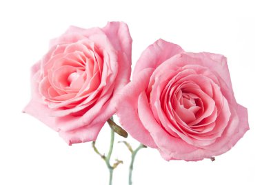 Beyaz arka planda izole güzel güller