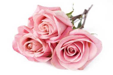 Beyaz arka planda izole güzel güller